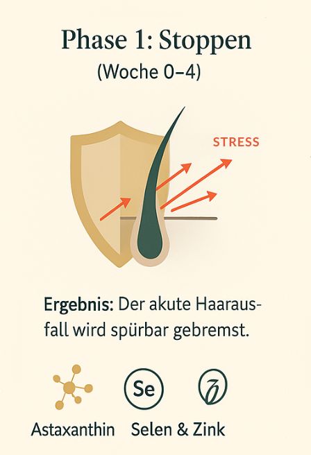 Phase 1: Stoppen. Ein Schutzschild wehrt Stress ab.
