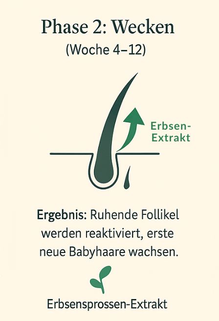 Phase 2: Wecken. Ein Pfeil reaktiviert die Haarwurzel.
