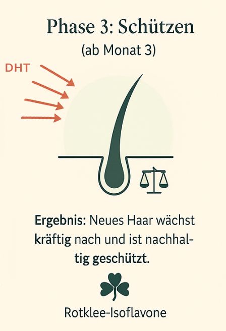 Phase 3: Schützen. Die Haarwurzel ist gestärkt und geschützt.