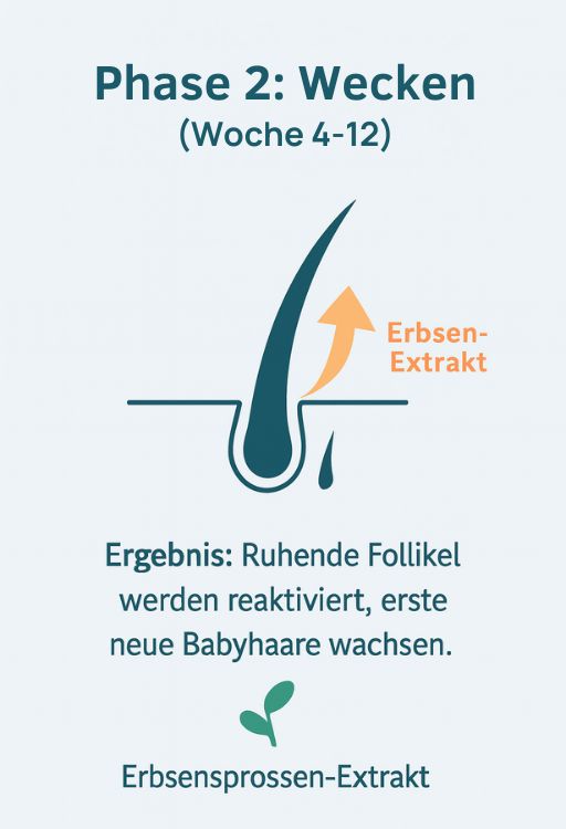 Phase 2: Reaktivierung von ruhenden Haarfollikeln