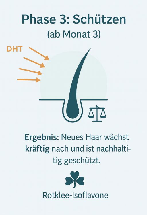 Phase 3: Hormonelle Balance und Kräftigung der Haarstruktur