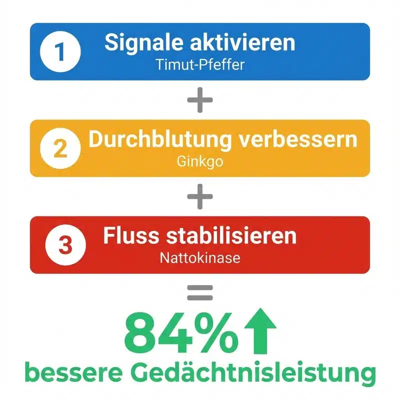 Stufe 1 + Stufe 2 + Stufe 3 = um 84% bessere Gedächtnisleistung