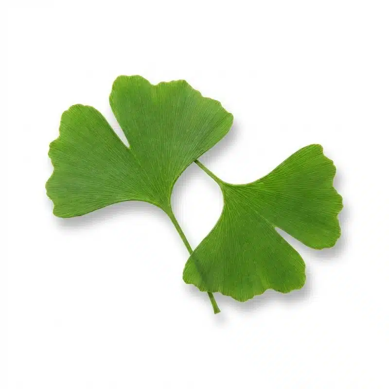 Ginkgo